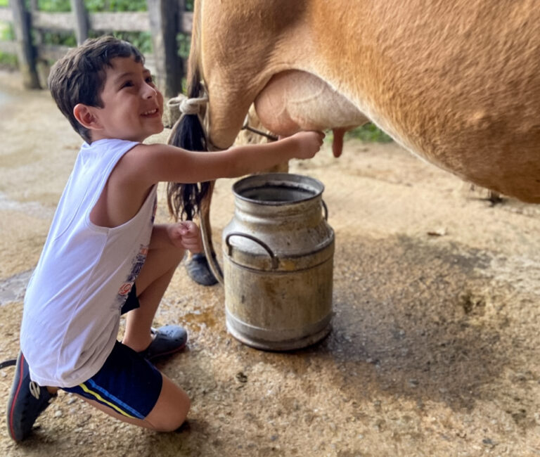Um menino tira leite ao pé da vaca no Hotel Fazenda Tucano próximo a bh